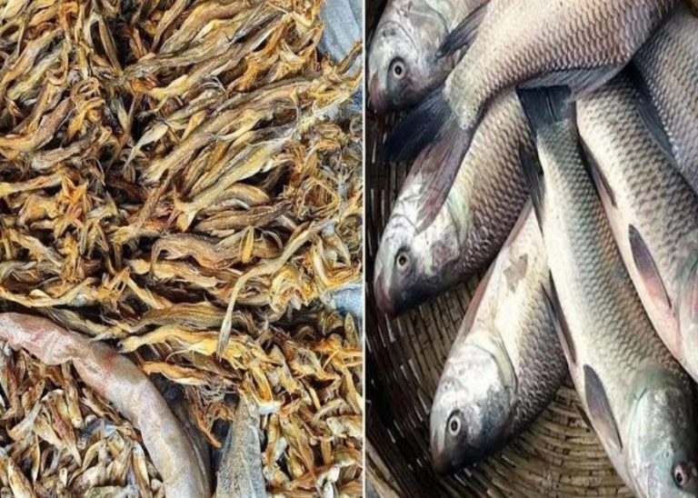 ಹಸಿ ಮೀನು Vs ಒಣ ಮೀನು: ಆರೋಗ್ಯಕ್ಕೆ ಯಾವುದು ಬೆಸ್ಟ್? ಸಂಶೋಧನೆ ಹೇಳೋದೇನು?